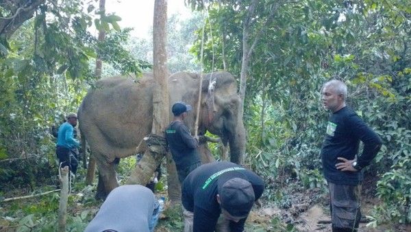 Kondisi Terluka, Gajah Liar di Aceh Turun ke Kebun Warga