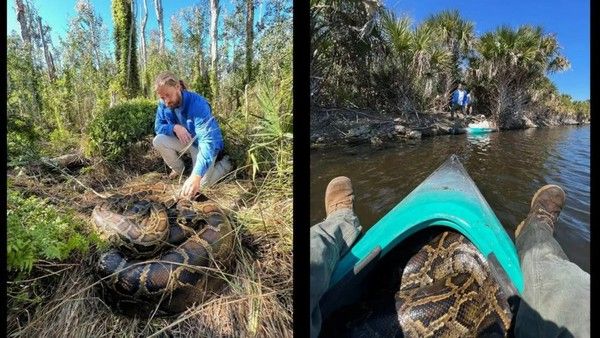 Ngeri,,, Ular Piton 200 Kg Ditangkap Penjaga Taman Saat Ritual Kawin