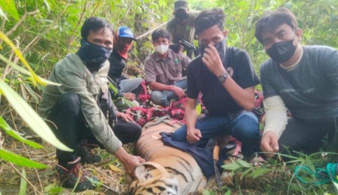 Blunder KLHK, Lepasliarkan Harimau Malah Terkam 2 Warga di Langkat