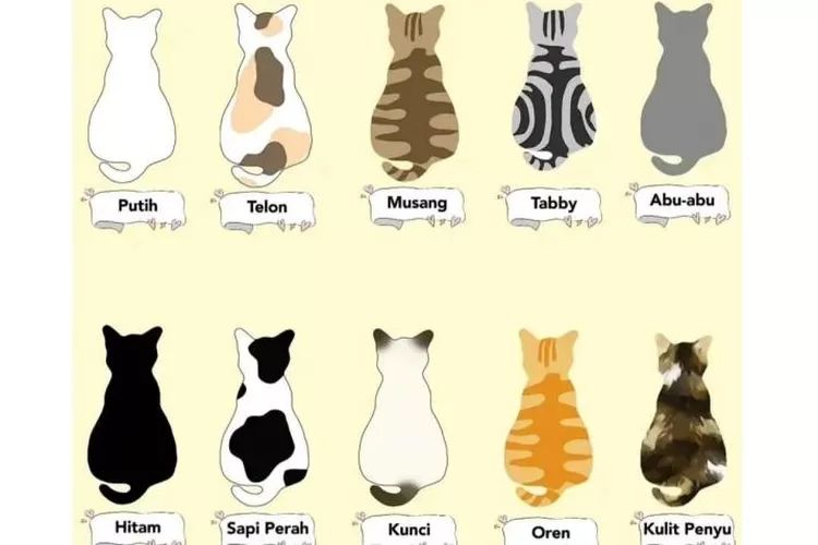 Mengenal Sifat dan Kebiasaan Kucing Berdasarkan Warna Bulu: Manja, Genit, dan Lengket dengan Majikan