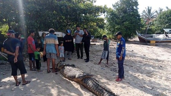 Warga di Bangka Tangkap Buaya 5 Meter, Kerap Muncul dan Resahkan Warga