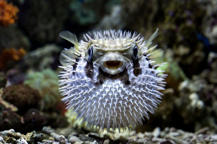 Satu Keluarga Tewas Keracunan Telur Ikan Buntal