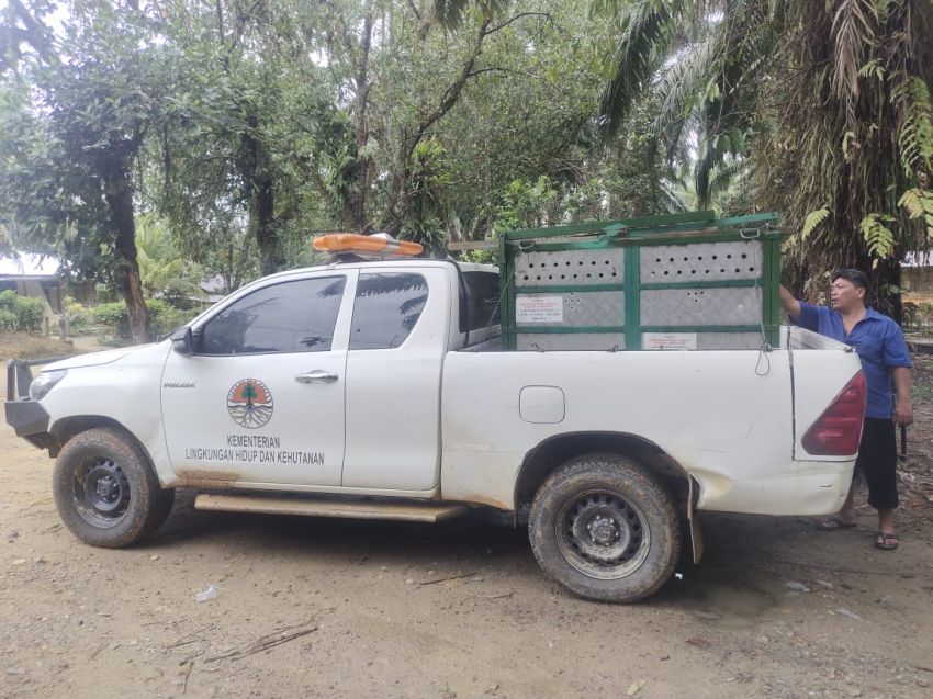 Harimau Sumatera yang Dilepasliarkan Menteri LHK Muncul  Lagi di Langkat dan Terkam Seekor Anjing