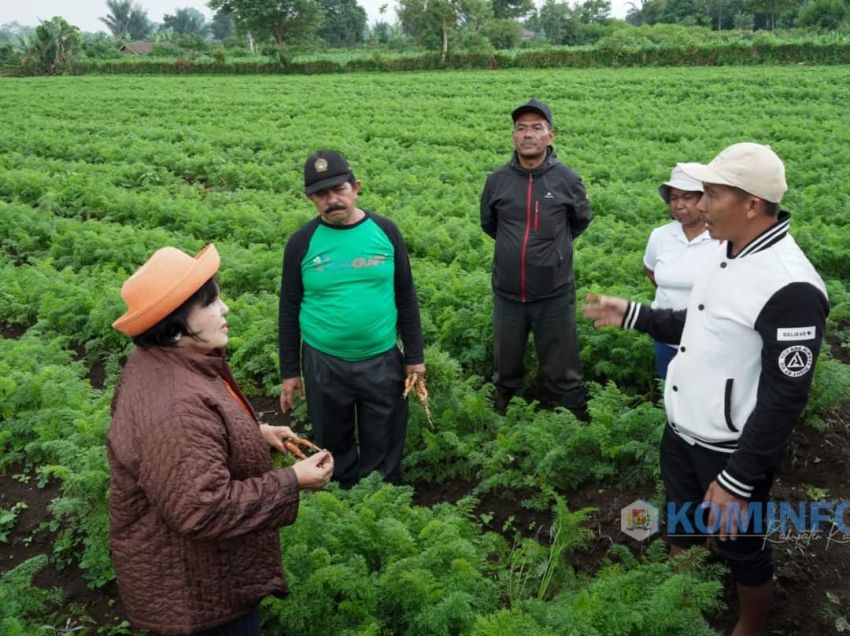 Bibit Wortel Di Karo Langkah, Bupati Sarankan Petani Kelola Bibit Sendiri