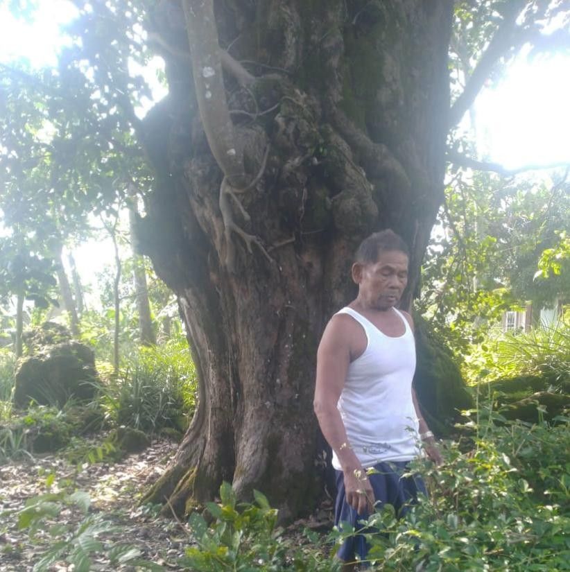 Penampakan Pohon Nangka Raksasa di Pemalang Menimbulkan Kekeramatan di Kalangan Warga