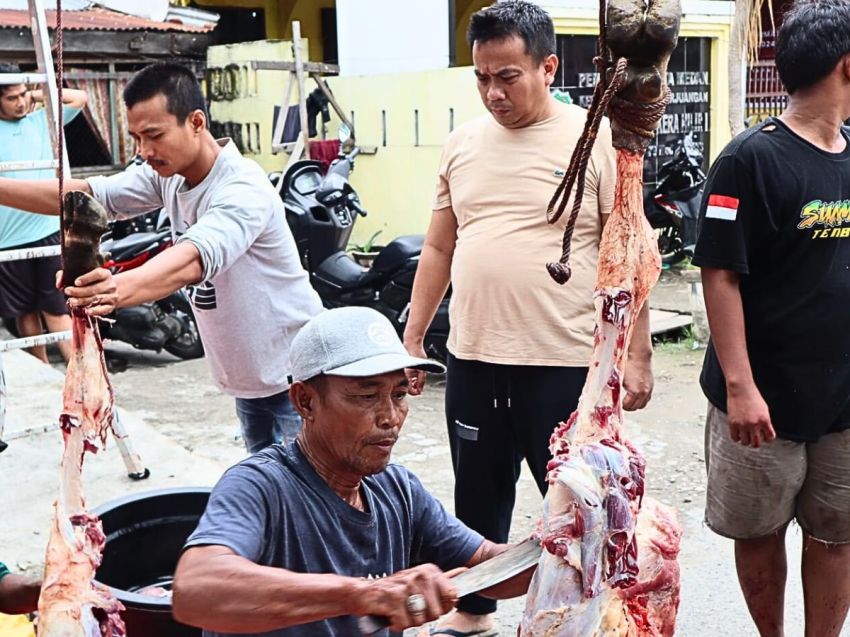 Caleg DPRD Kota Medan Terpilih H Zulkarnaen Kurban 15 Ekor Lembu