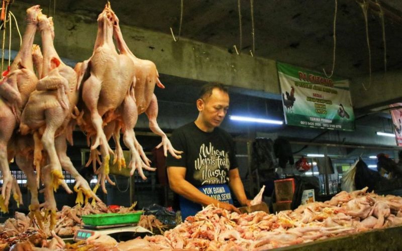 Harga Daging Ayam dan Tomat Turun, Pengamat Ekonomi : Apa Efek Penurunan ke Masyarakat