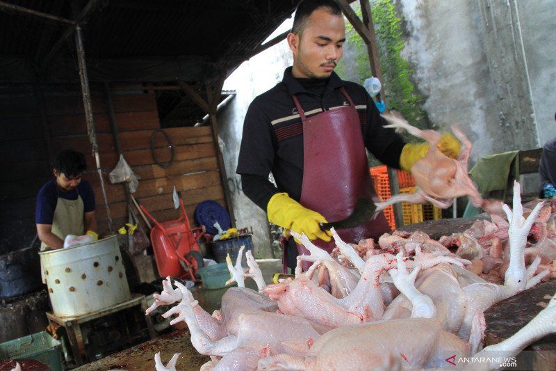 Harga Daging Ayam Di Level Konsumen Dan Peternak Terpaut Jauh, KPPU Diminta Turun Tangan