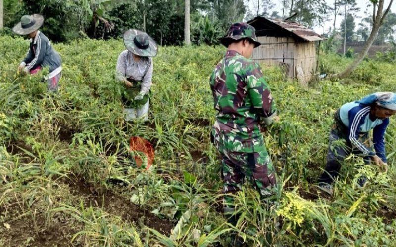 Komunikasi Sosial Antara TNI dan Petani Cabai Desa Batursari, Kecamatan Pulosari
