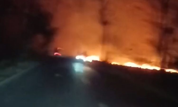 Kawasan Hutan Perhutani di Lenggerong Pemalang Terbakar Malam Ini