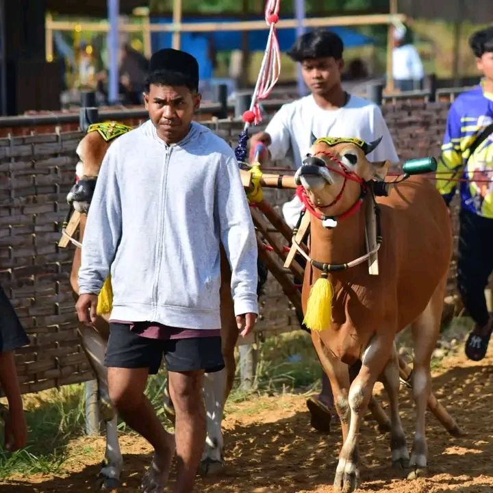 Kerapatan Sapi Sukses Tergelar, Disporapar Ajak Lestarikan Budaya Hingga Wisata di Pamekasan