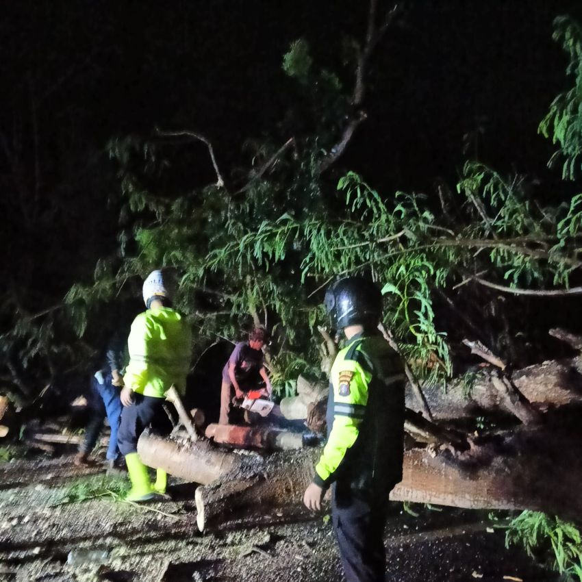 Akibat Hujan dan Angin Kencang, Pohon Tumbang di Jalinsum Sei Bamban - Tebing Tinggi 