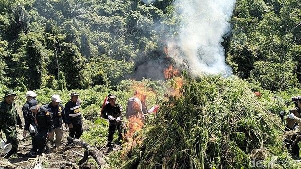 BNN Musnahkan 2 Hektare Ladang Ganja di Aceh Besar