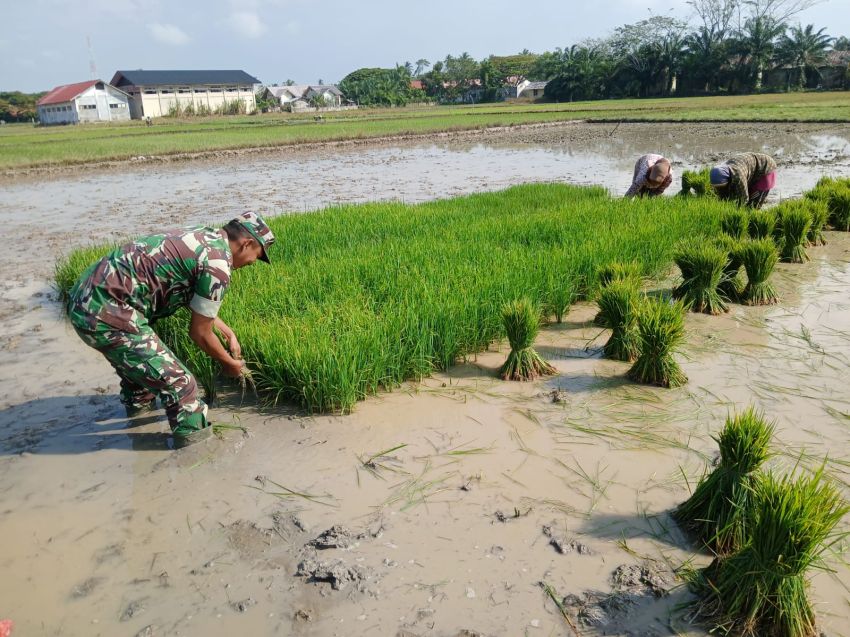 Petani Aceh Timur Sambut Gembira Program Optimasi Lahan Rawa Sudah Rampung Dikerjakan Kodim