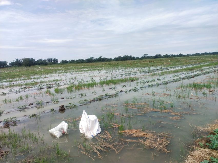 Akibat Terendam Banjir, Petani Semangka di Sergai Gagal Panen dan Rugi Puluhan Juta 