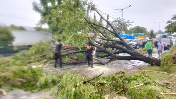 Hujan Deras Disertai Angin Kencang Landa Padang, Puluhan Pohon Tumbang