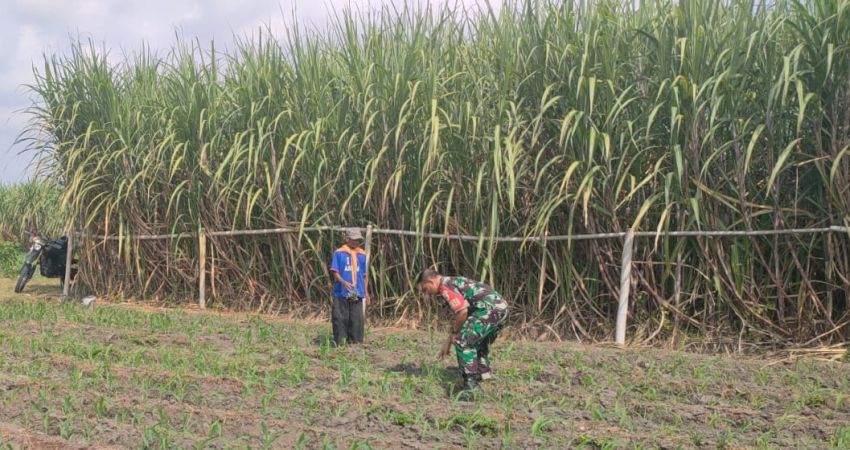 Serda Brama Dampingi Petani dalam Perawatan Tanaman Jagung