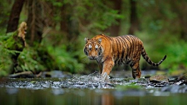 Seorang Pencari Kayu Diterkam Harimau, Kepala Korban Robek