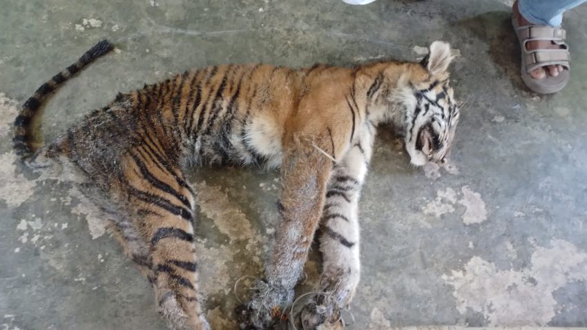 Warga Temukan Seekor Harimau Sumatera Terperangkap Jerat Babi di Kotanopan