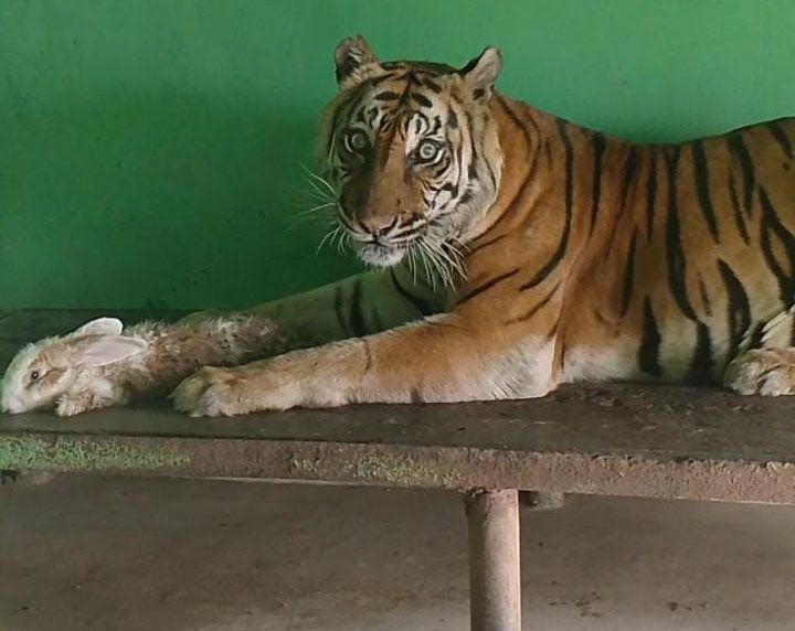 Kabar Duka! Si Manis, Harimau Koleksi Medan Zoo Mati