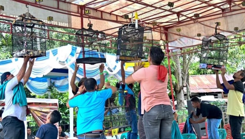 Festival Lomba Burung Berkicau, Jadi  Ajang Silaturahmi dan Peningkatan Ekonomi