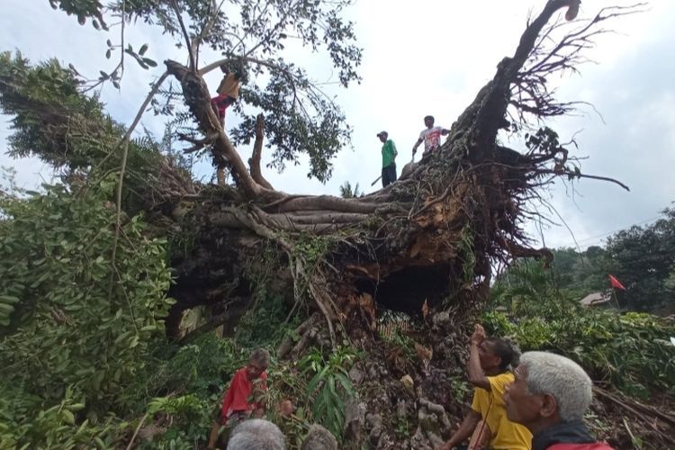 Sempat Dikira Gempa, Pohon 'Keramat' Berusia Ratusan Tahun di NTT Tumbang Timpa Rumah Warga