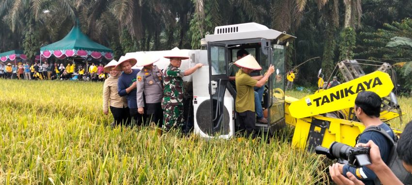 Desa Gunung Melayu Labura Sukses Panen Raya Padi Sawah Tahun 2025